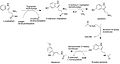 Mealtonin biosynth