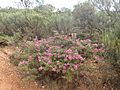 Melaleuca calyptroides habit