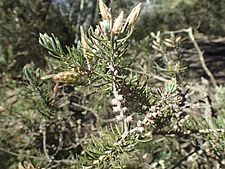 Melaleuca subfalcata foliage and fruit