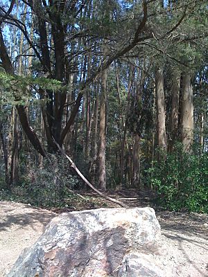 Mount Sutro Summit