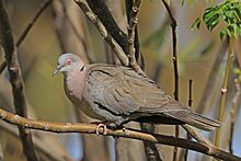 Mourning Collared Dove (Streptopelia decipiens decipiens), Lake Ziway, Ethiopia