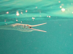 Needlefish2