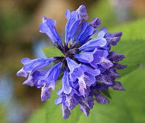 Nepeta subsessilis 1