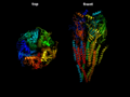 Nicotinic Acetylcholine receptor