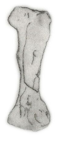 Niobrarasaurus femur.jpg