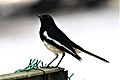 Oriental magpie-robin in Delhi