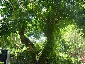 Original Haden mango tree