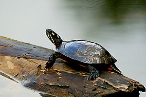 Painted Turtle on a log