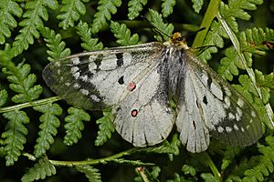 Parnassius smintheus 5518