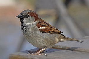 Passer domesticus male (15)