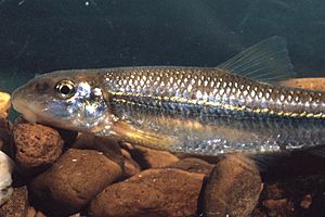 Phenacobius mirabilis.jpg