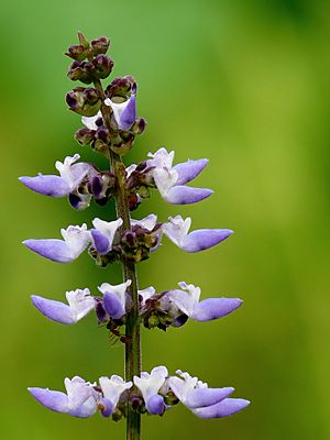 Plectranthus rotundifolius by kadavoor