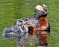 Podiceps auritus oisillons