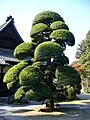 Podocarpus macrophyllus,katori-city,japan