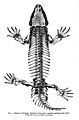 Primitive Cotylosaur Seymouria. Wellcome M0006645