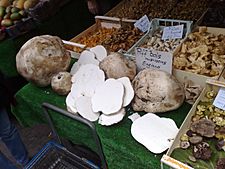 Puffball Mushrooms On Sale