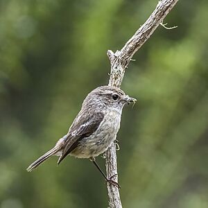 Réunion stonechat (Saxicola tectes) female.jpg