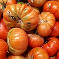 Rebellion tomatoes 2017 A4.jpg