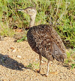 Red-crested Korhaan (Lophotis ruficrista) female (13799318054), crop