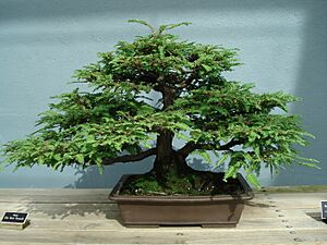 Redwood bonsai