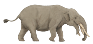 Rhynchotherium falconeri