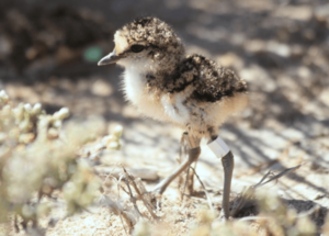 Ringed Kittlitz's Plover chick in Madagascar