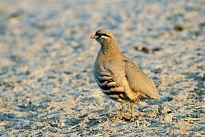 See-see Partridge, Ammoperdix griseogularis (5829563744).jpg