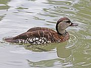 Spotted Whistling Duck RWD3.jpg