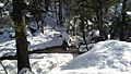 Stream in the Pinal Mountains