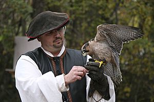 TRF falconer