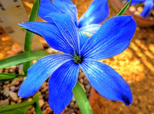 Tecophilaea cyanocrocus (Liliaceae) flower HDR.jpg