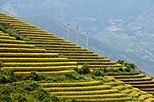 Terraced fields Sa Pa 3.jpg