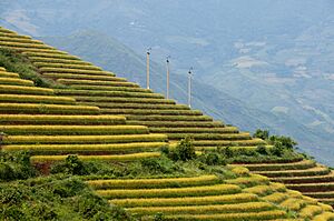 Terraced fields Sa Pa 3