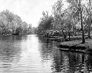 The Aucilla River, at Nutall Rise. On right is fish camp of legislator Raeburn C. Horne