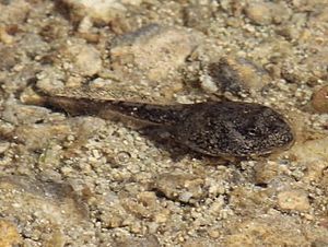 USGS Oak Toad tadpole