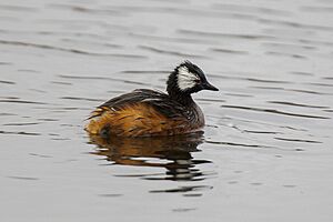 White-tufted grebe (Rollandia rolland).jpg