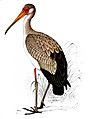 Yellowbilled stork00