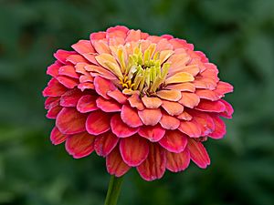 Zinnienblüte Zinnia elegans stack15 20190722-RM-7222254.jpg