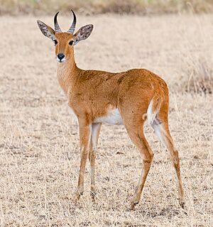 2009-reedbuck.jpg