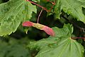 Acer circinatum 9468