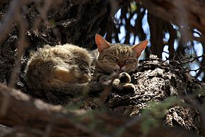 African Wildcat-001