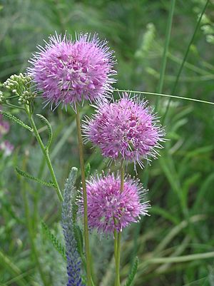 Allium globosum (inflorescences).jpg