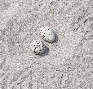 American oystercatcher nest