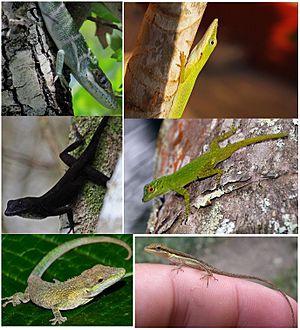 Anolis ecomorphs examples