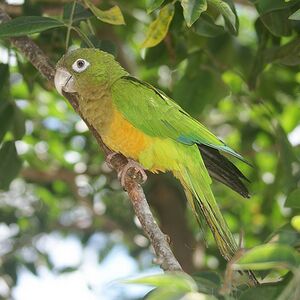 Aratinga cactorum -Brazil-8-2c.jpg