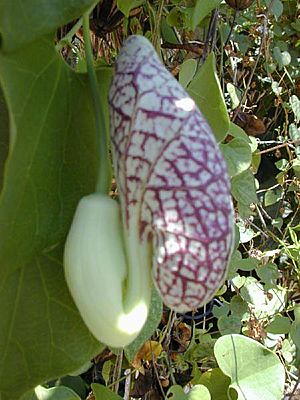 Aristolochia.littoralis1web.jpg