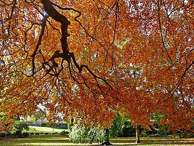 Autumn in the Museum Gardens (5129680314)