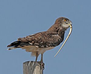 Black-chested snake-eagle (Circaetus pectoralis).jpg