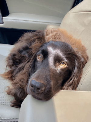 Boykin Spaniel 