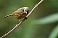 Brown cheeked fulvetta